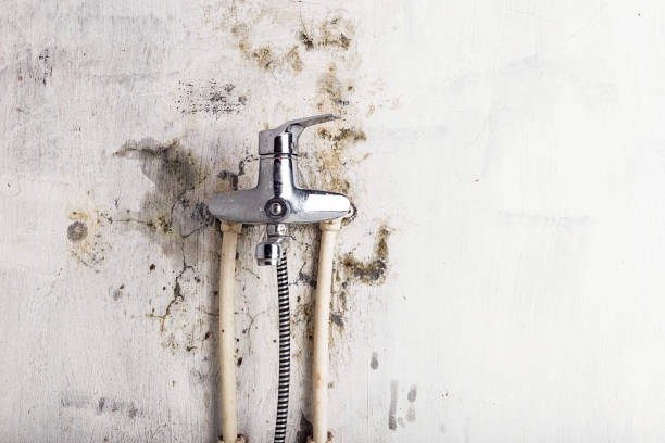  Bucyrus, OH Mold Removal Pros
