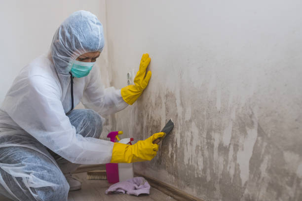 Certified Mold Removal in Bucyrus, OH