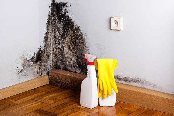 Best Home Mold Removal  in Bucyrus, OH